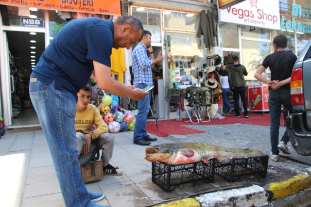 Ardahan’da Dev Yayın Balığı Görenleri Şaşırttı