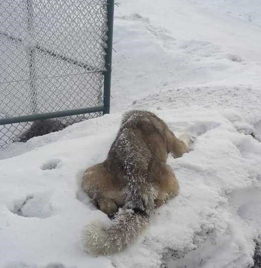 Ardahan'da Soğuktan Köpek Öldü