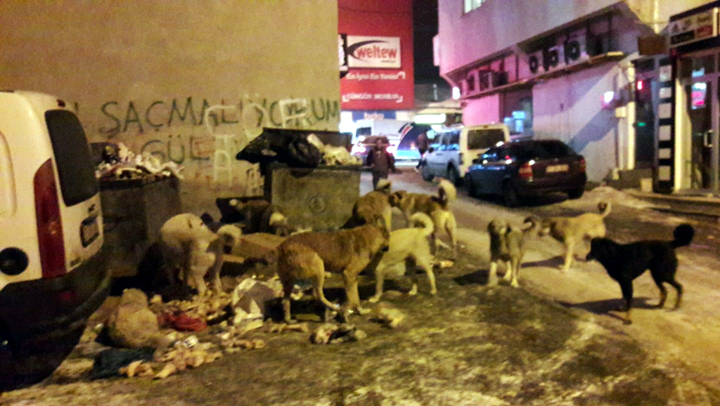 Ardahan’da Köpeklerin büyük kavgası