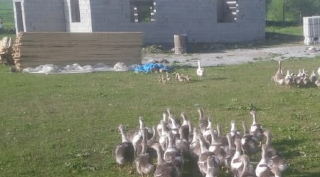 Ardahan'da Kaz ölümleri tedirgin etti!