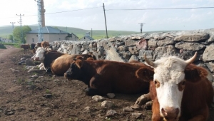 Ardahan'da Şarbon Hayvanlara Diz Çöktürdü!