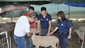 Menderes’te Kurban Denetimi