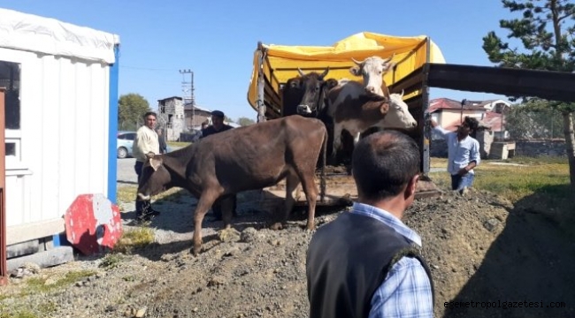 Ardahan Göle'de çalınan hayvanlar Kars'ta yakalandı