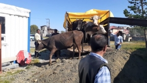 Ardahan Göle'de çalınan hayvanlar Kars'ta yakalandı