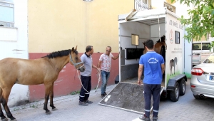 Atlar artık ‘başıboş’ kalmayacak!