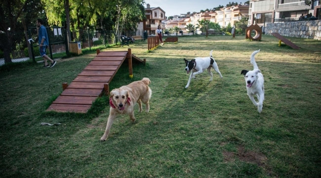 Kuşadası'nda Kimsesiz Can Dostlar Ömürlük Yuvalarına Kavuşuyor