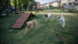 Kuşadası'nda Kimsesiz Can Dostlar Ömürlük Yuvalarına Kavuşuyor