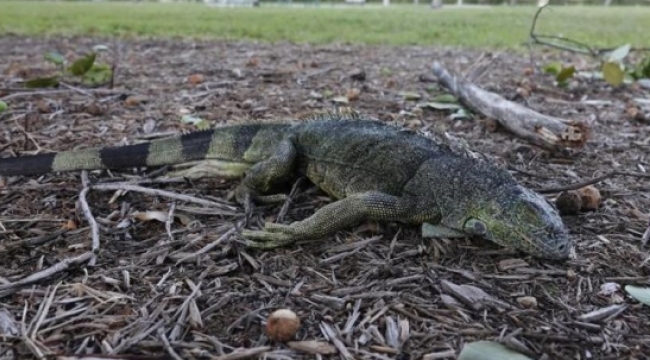 Meteoroloji uyardı; Gökten iguana yağıyor!