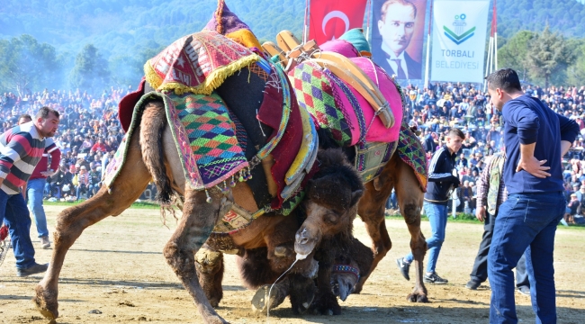 Bölgenin en büyük deve güreşi yarın Torbalı’da