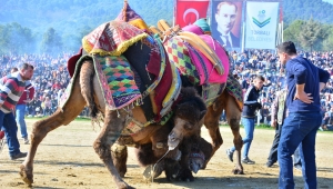 Bölgenin en büyük deve güreşi yarın Torbalı’da