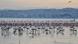 Gediz Deltası “Birding Places” Ağına Dahil Oldu