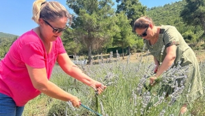 BODRUM DA LAVANTA HASADI BAŞLADI