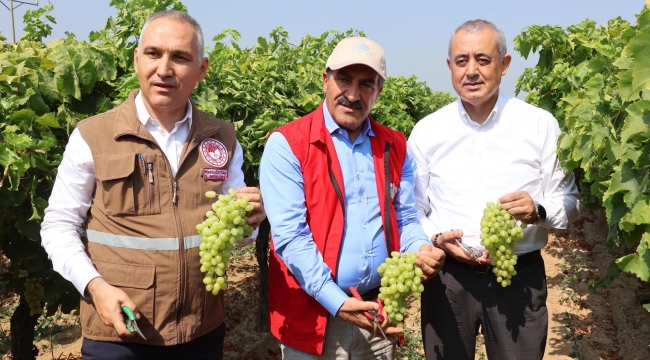 Yaş üzümde 200 milyon dolar aşılacak