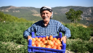 Bornova Belediyesi'nden yerel üreticilere tam destek