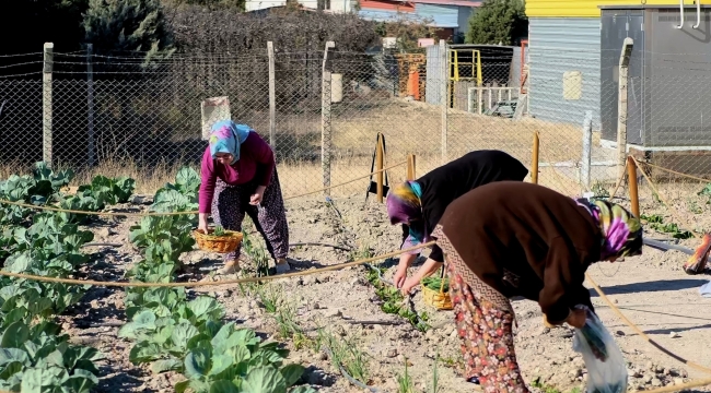 Kent Bostanı’nda ilk hasat gerçekleşti