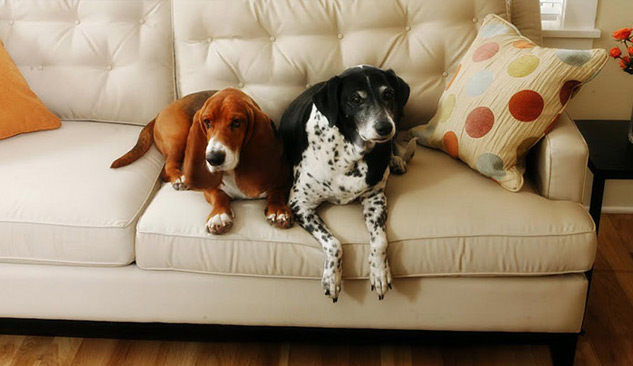 Evde köpek besleyenler dikkat!