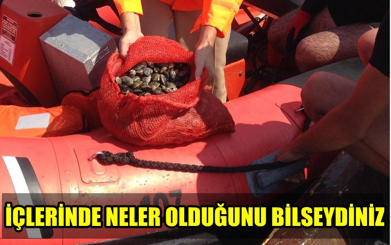 İÇLERİNDE NELER OLDUĞUNU BİLSEYDİNİZ YERMİYDİNİZ