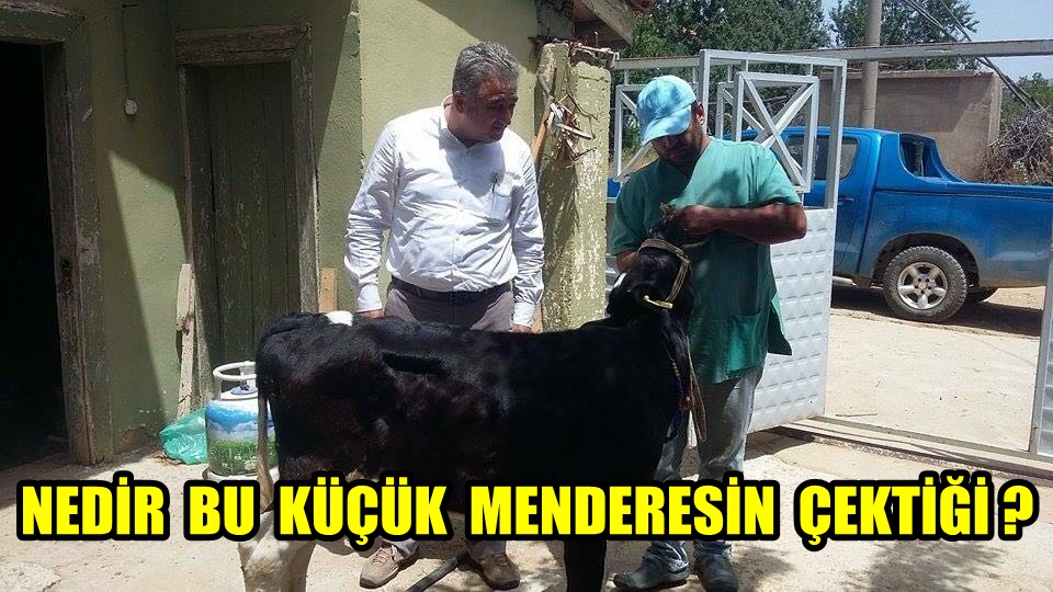 NEDİR BU KÜÇÜK MENDERESİN ÇEKTİĞİ ?