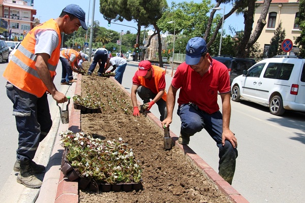 Ana Caddelere Begonviller Dikiliyor